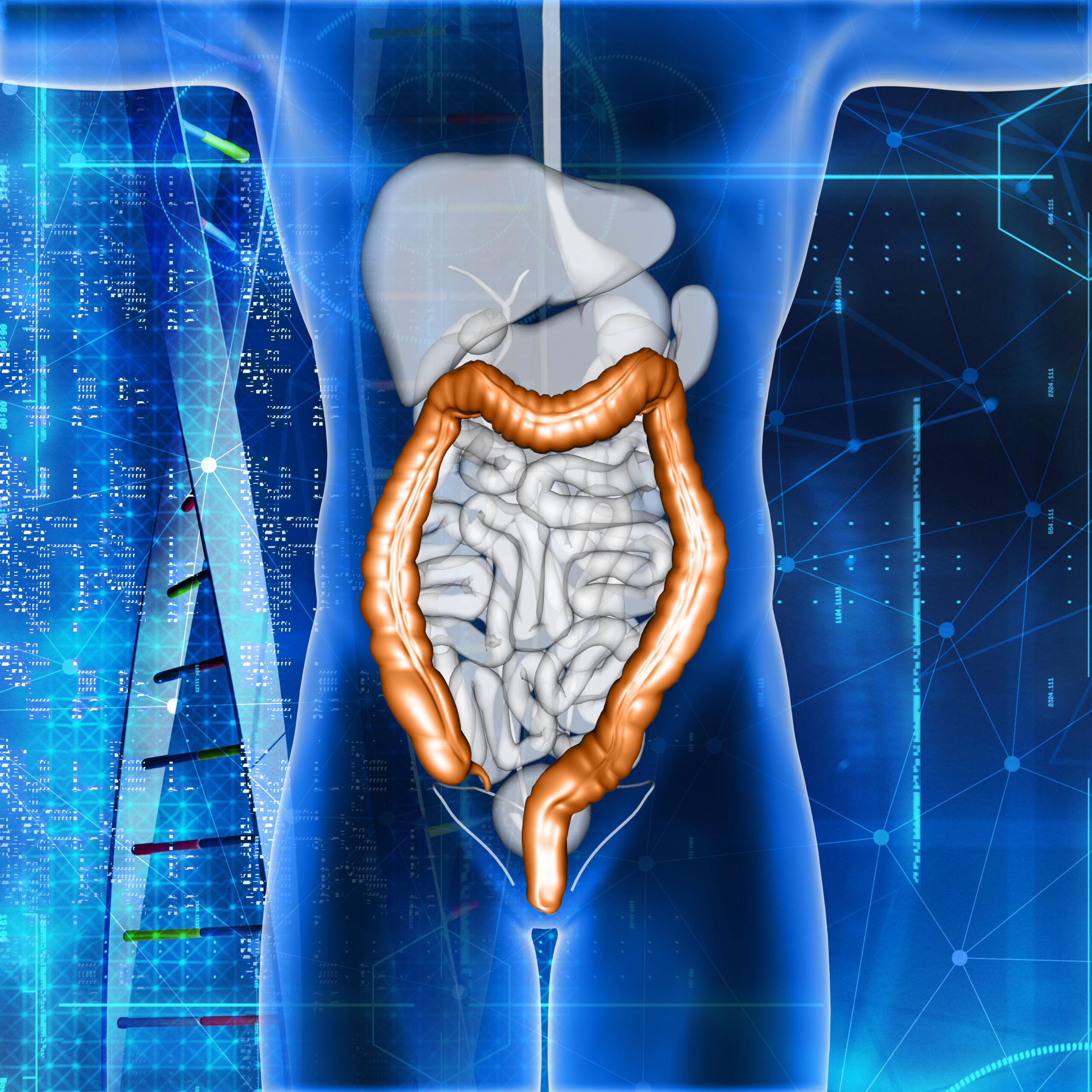 3D male medical figure with colon highlighted